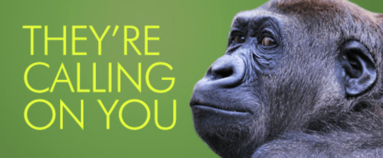 Donate phones to Taronga Zoo gorillas